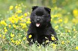 SCHIPPERKE 584